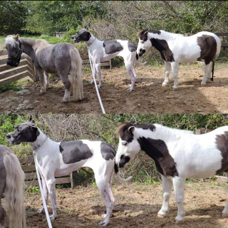 Illustration de l'article : Ce cheval miniature et ce Dogue Allemand créent un lien authentique et touchant sous l'oeil bienveillant de leur propriétaire (vidéo)