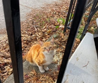 Illustration de l'article : Sauvé in extremis du froid et de la faim, ce chaton roux attend maintenant une famille pour la vie