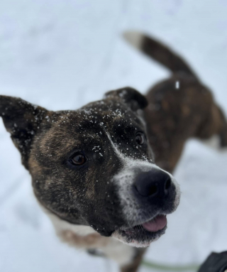 Illustration de l'article : Pour trouver de l’aide et échapper au froid glacial de l’hiver, un chien errant malin décide de sonner à la porte d'une inconnue (vidéo)