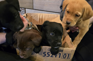 Illustration de l'article : Abandonnés dehors par -10°C, ces adorables chiots ont eu la chance de croiser la route de bénévoles dévoués