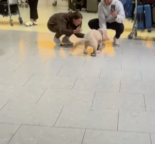 Illustration de l'article : Un Goldendoodle rejoint ses parents à l’aéroport et ne peut pas contenir sa joie lorsqu’il les aperçoit (vidéo)