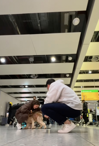 Illustration de l'article : Un Goldendoodle rejoint ses parents à l’aéroport et ne peut pas contenir sa joie lorsqu’il les aperçoit (vidéo)