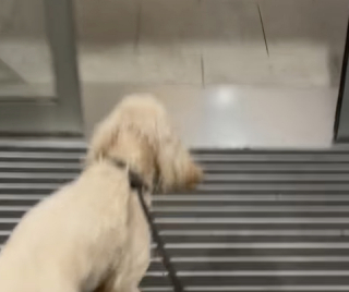 Illustration de l'article : Un Goldendoodle rejoint ses parents à l’aéroport et ne peut pas contenir sa joie lorsqu’il les aperçoit (vidéo)