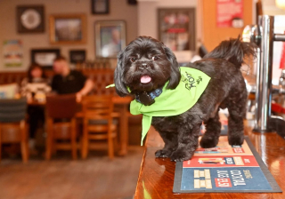 Illustration de l'article : Un chien orphelin après un accident de voiture se réfugie dans un bar et touche le cœur du patron des lieux