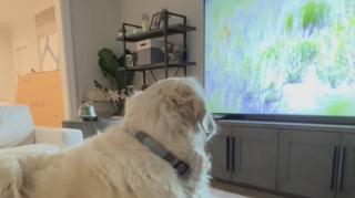 Illustration de l'article : Doué d’une intelligence émotionnelle hors normes, ce Golden Retriever réagit aux bébés animaux qu’il voit à la télévision (vidéo)