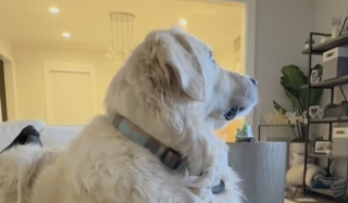 Illustration de l'article : Doué d’une intelligence émotionnelle hors normes, ce Golden Retriever réagit aux bébés animaux qu’il voit à la télévision (vidéo)