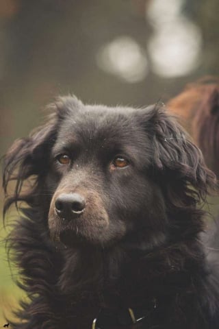 Illustration de l'article : Une chienne à la douceur exceptionnelle repérée dans un refuge à l'étranger fait un long voyage pour changer de vie