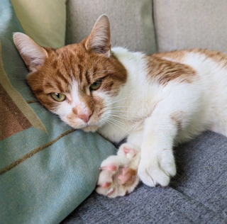 Illustration de l'article : Ce chat qui dormait autrefois sur un matelas dehors trouve un foyer et réalise son rêve