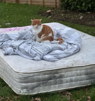 Illustration de l'article : Ce chat qui dormait autrefois sur un matelas dehors trouve un foyer et réalise son rêve