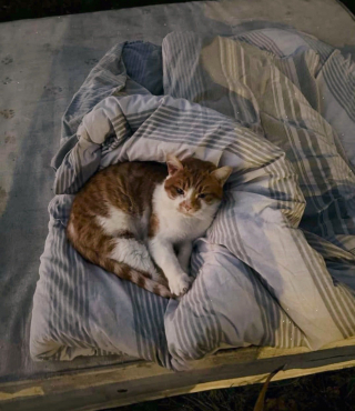 Illustration de l'article : Ce chat qui dormait autrefois sur un matelas dehors trouve un foyer et réalise son rêve