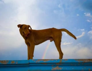 Illustration de l'article : 15 photos émouvantes et drôles où les chiens sont mis à l’honneur