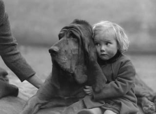 Illustration de l'article : 15 photos émouvantes et drôles où les chiens sont mis à l’honneur