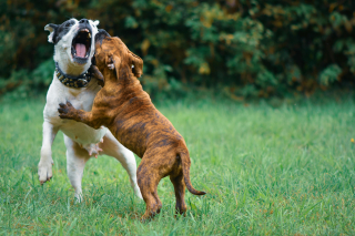 Illustration de l'article : 5 raisons pour lesquelles les chiens aboient après leurs congénères