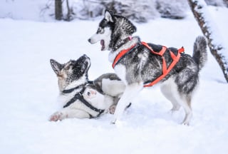 Illustration de l'article : 5 raisons pour lesquelles les chiens aboient après leurs congénères