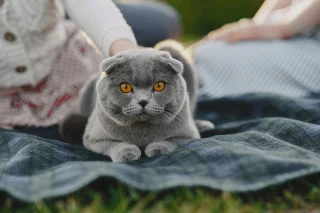 Illustration de l'article : 12 magnifiques races de chats gris qui vont vous faire craquer