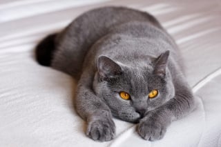 Illustration de l'article : 12 magnifiques races de chats gris qui vont vous faire craquer