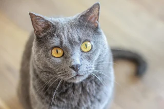 Illustration de l'article : 12 magnifiques races de chats gris qui vont vous faire craquer