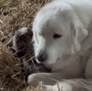 Illustration de l'article : Cette Chienne de montagne des Pyrénées veille sur un chevreau né avant le terme et soulage ainsi sa maman fatiguée (vidéo)