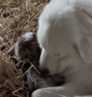 Illustration de l'article : Cette Chienne de montagne des Pyrénées veille sur un chevreau né avant le terme et soulage ainsi sa maman fatiguée (vidéo)