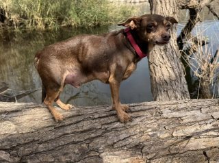 Illustration de l'article : A la recherche de son chien, il en recueille un autre et apprend que ses propriétaires l'ont perdu 8 ans plus tôt