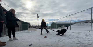 Illustration de l'article : Une équipe de volleyball universitaire constituée d'amoureuses des animaux consacre son temps libre aux chiens d'un refuge local