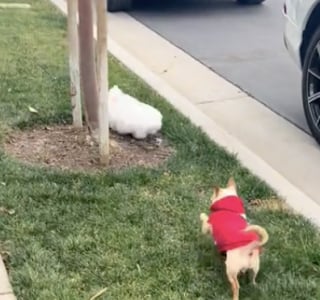 Illustration de l'article : L’amitié improbable entre un Chihuahua et un lapin donne lieu à des images d’une tendresse émouvante (vidéo)