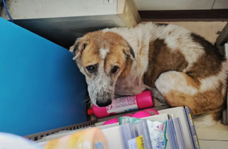 Illustration de l'article : Un chien errant terrifié par un feu d'artifice se réfugie dans un magasin où un client se prend d'affection pour lui