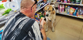 Illustration de l'article : Un chien errant terrifié par un feu d'artifice se réfugie dans un magasin où un client se prend d'affection pour lui