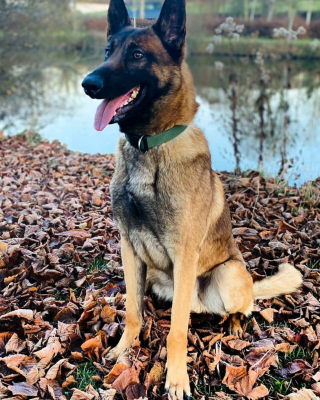 Illustration de l'article : Le flair d'un chien gendarme sauve la vie d'un octogénaire s'étant égaré par une nuit froide et brumeuse