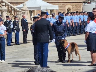 Illustration de l'article : Le flair d'un chien gendarme sauve la vie d'un octogénaire s'étant égaré par une nuit froide et brumeuse