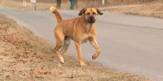 Illustration de l'article : Un homme hospitalisé pour une leucémie lance un appel déchirant pour son chien resté seul