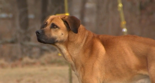 Illustration de l'article : Un homme hospitalisé pour une leucémie lance un appel déchirant pour son chien resté seul