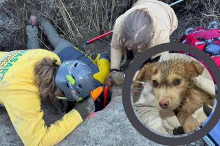 Illustration de l'article : Un sauvetage long de 5 jours a permis de sauver la vie à plusieurs malheureux chiots coincés dans un tuyau souterrain