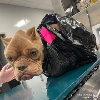 Illustration de l'article : Abandonné dans un sac-poubelle, Wally le Bouledogue trouve enfin le bonheur dans un foyer aimant