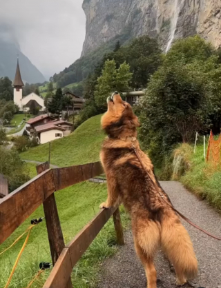 Illustration de l'article : Le voyage mémorable de Phoenix, chien-loup découvrant la beauté des paysages alpins (vidéo)