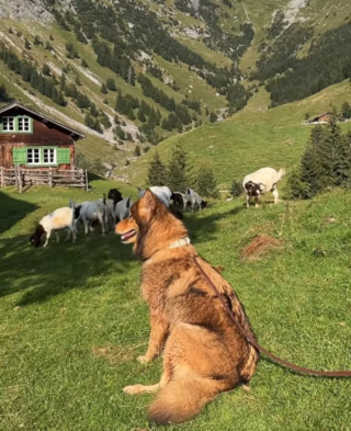 Illustration de l'article : Le voyage mémorable de Phoenix, chien-loup découvrant la beauté des paysages alpins (vidéo)