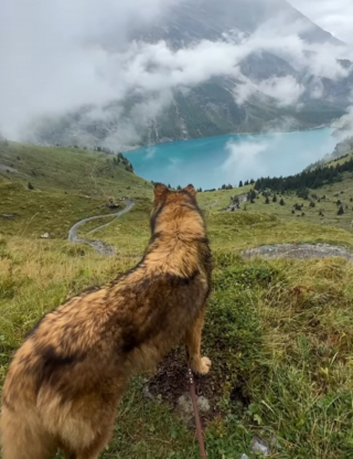 Illustration de l'article : Le voyage mémorable de Phoenix, chien-loup découvrant la beauté des paysages alpins (vidéo)