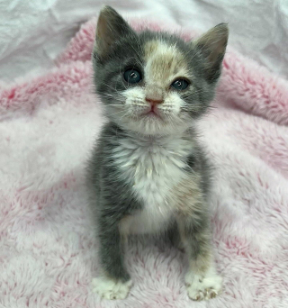 Illustration de l'article : Rescapée d’une terrible maladie, cette petite chatte voit enfin son plus grand rêve se réaliser