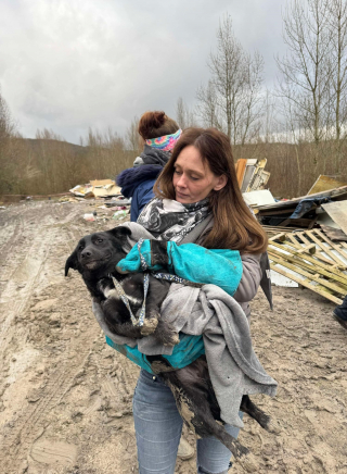 Illustration de l'article : Plusieurs associations mobilisées pour secourir des chiens vivant dans la boue et sous les débris sur un camp de gens du voyage démantelé