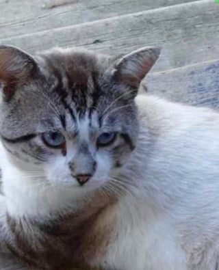 Illustration de l'article : Ce chat affamé en quête d’un repas se transforme en une peluche affectueuse en trouvant son nouveau foyer