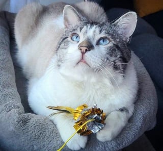 Illustration de l'article : Ce chat affamé en quête d’un repas se transforme en une peluche affectueuse en trouvant son nouveau foyer