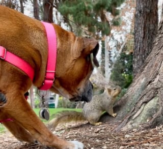 Illustration de l'article : Cette chienne qui refusait catégoriquement toute interaction avec les animaux s'est transformée en rencontrant des écureuils (vidéo)