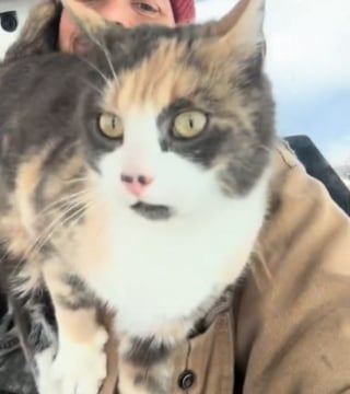 Illustration de l'article : Une jeune chatte errante s'offre une nouvelle vie en s'invitant à bord d'un tracteur (vidéo)