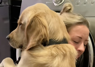 Illustration de l'article : Doué d’une extrême empathie, ce Golden Retriever sait pertinemment quand ses propriétaires ont besoin de lui (vidéo)