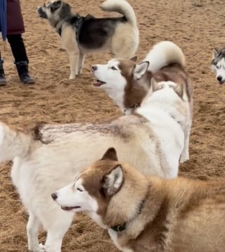 Illustration de l'article : Tentant de s’insérer dans un groupe de chiens, cet adorable Husky donne de la voix à sa façon (vidéo)