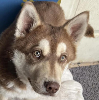 Illustration de l'article : Retrouvé attaché avec une chaîne de 60 cm, ce jeune Husky fait preuve d'une résilience et d'une joie de vivre réconfortantes