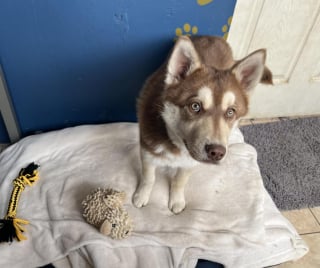 Illustration de l'article : Retrouvé attaché avec une chaîne de 60 cm, ce jeune Husky fait preuve d'une résilience et d'une joie de vivre réconfortantes