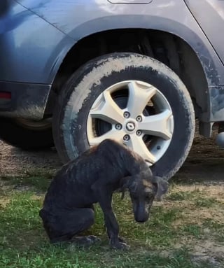 Illustration de l'article : 15 photos retraçant l’émouvant sauvetage de ce chien errant par une famille de touristes