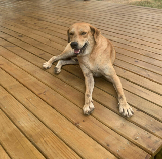 Illustration de l'article : 15 photos retraçant l’émouvant sauvetage de ce chien errant par une famille de touristes