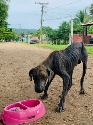 Illustration de l'article : 15 photos retraçant l’émouvant sauvetage de ce chien errant par une famille de touristes